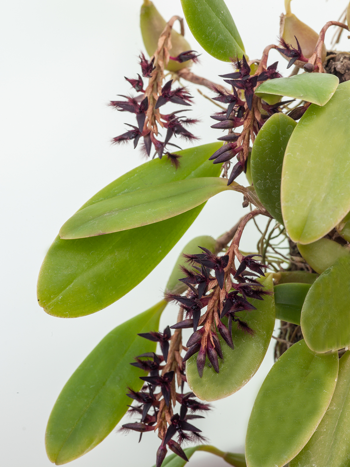 Bulbophyllum saltatorium (mounted)