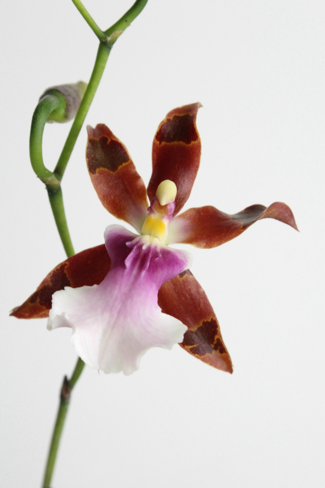 Miltonia clowesii