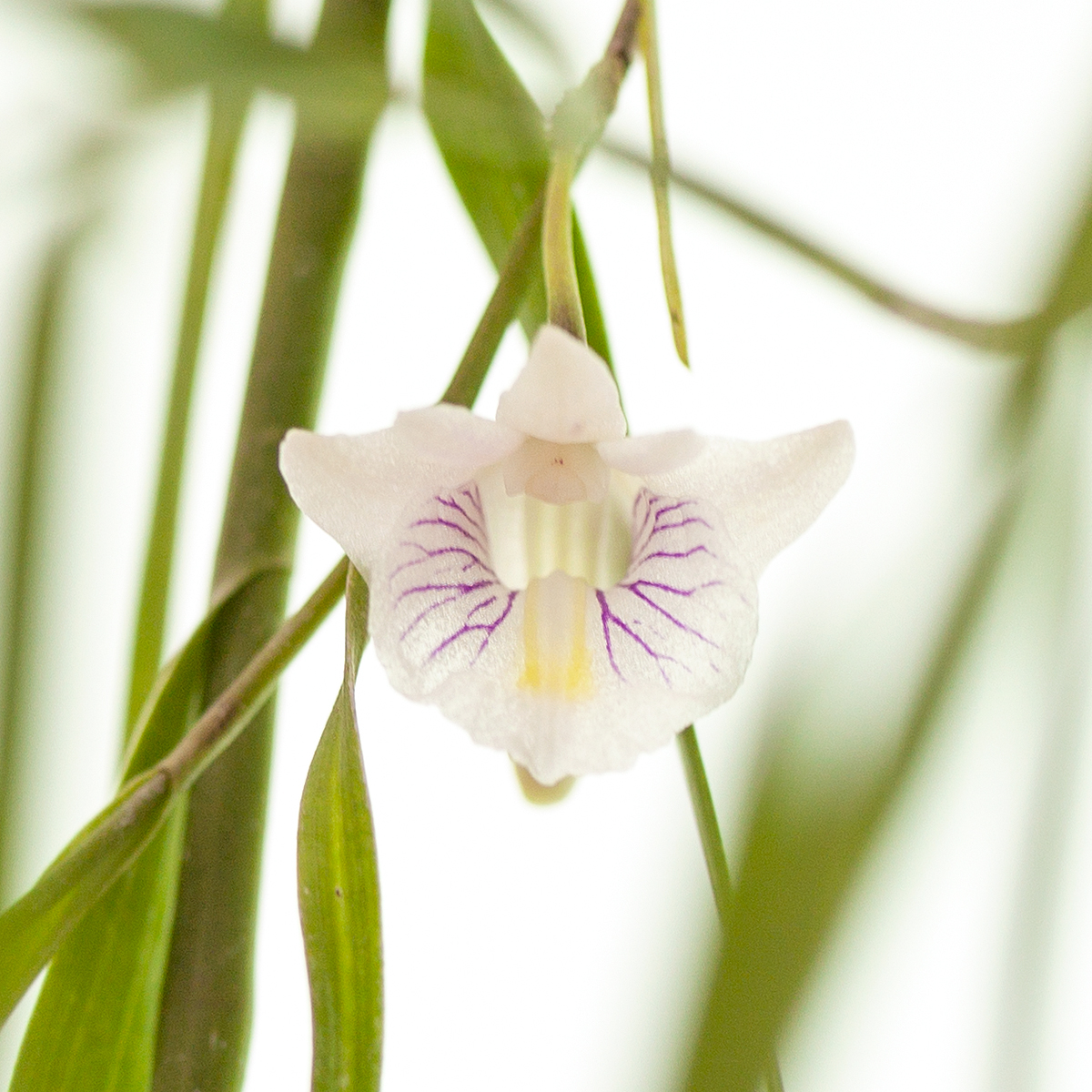 Dendrobium tenellum