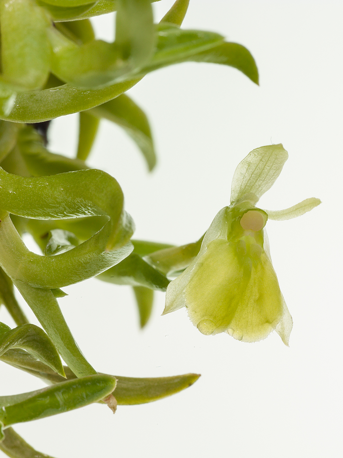 Epidendrum porpax alba