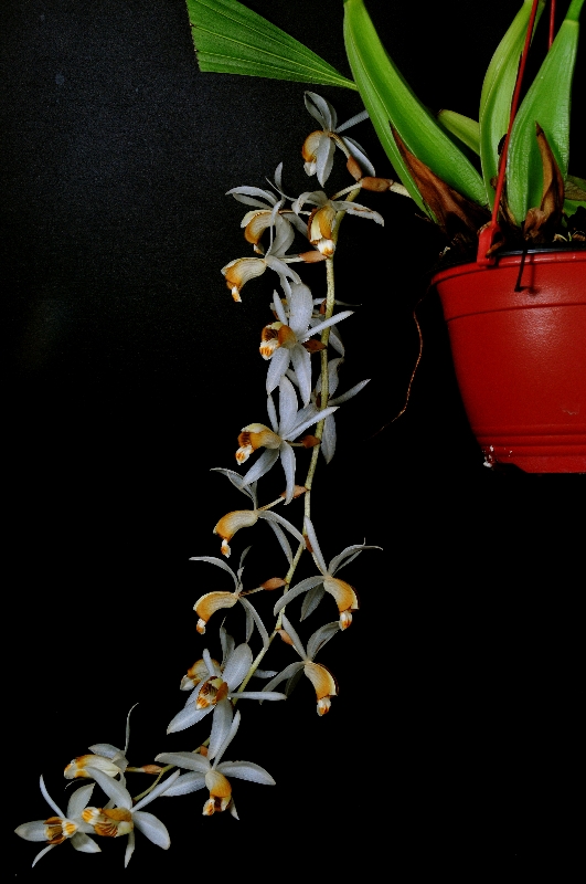 Coelogyne swaniana