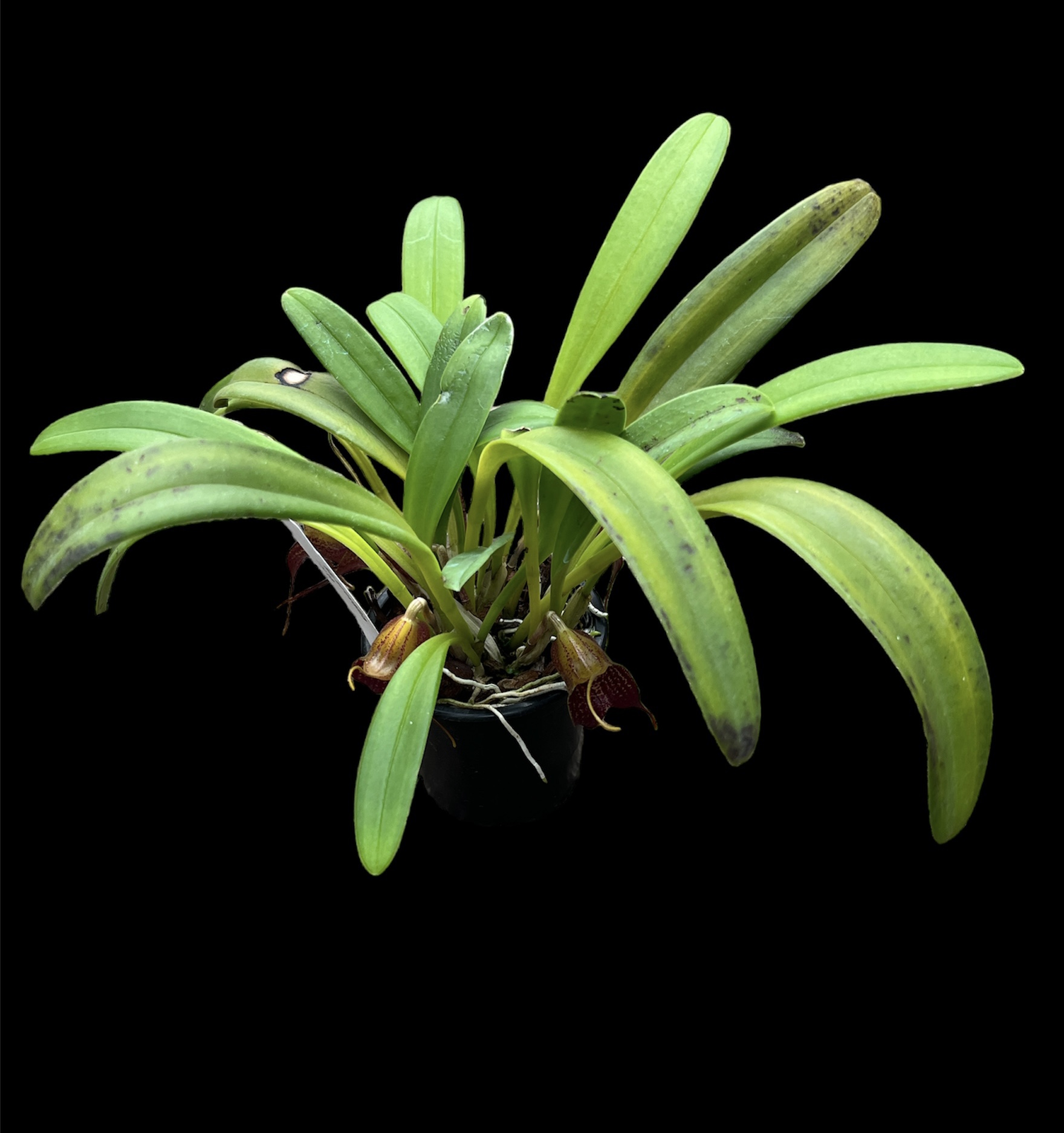 Masdevallia torta