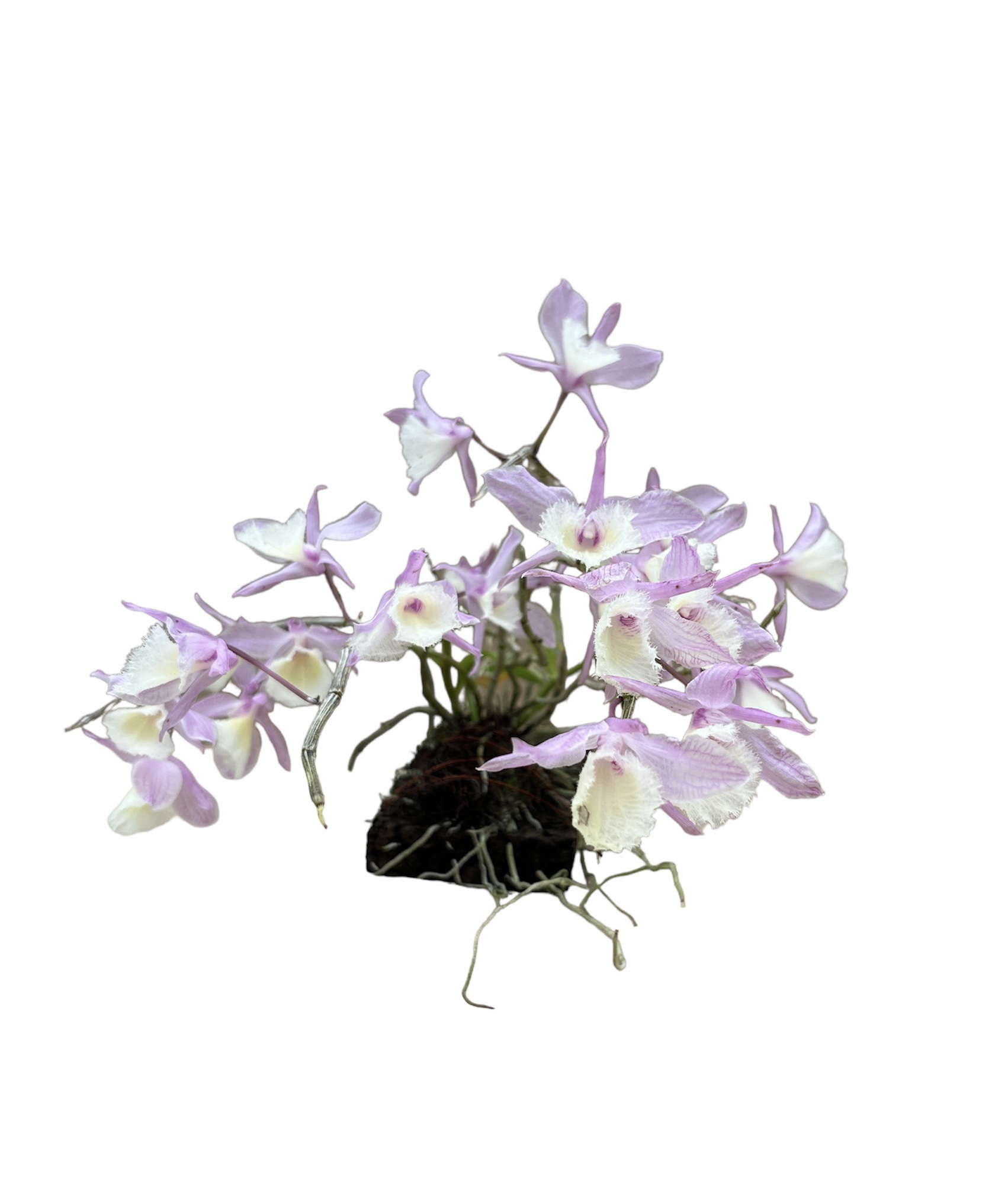 Dendrobium  pierardii x loddigesii (aufgebunden)