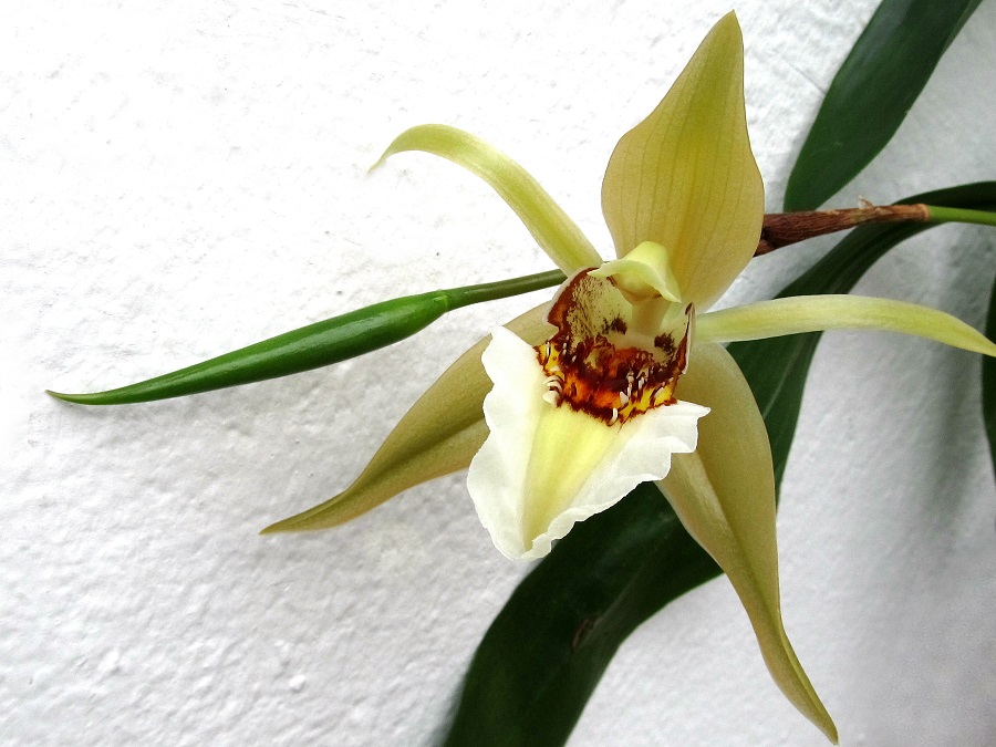 Coelogyne lawrenceana 