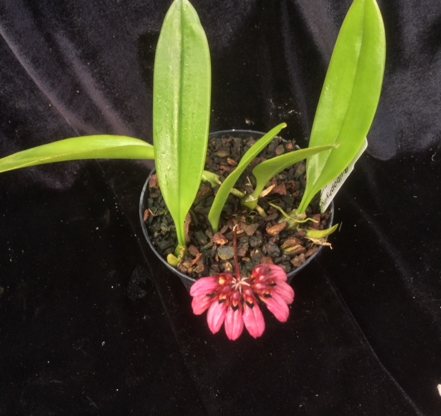 Bulbophyllum corolliferum