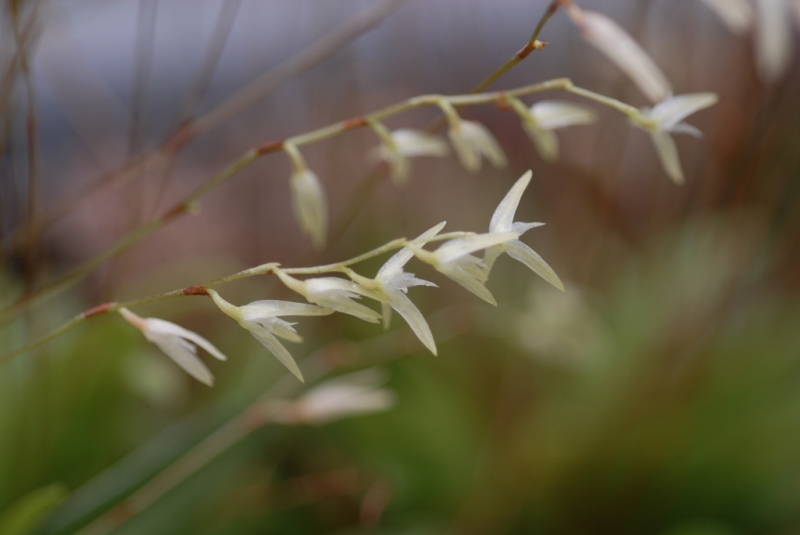 Pleurothallis montipelladensis