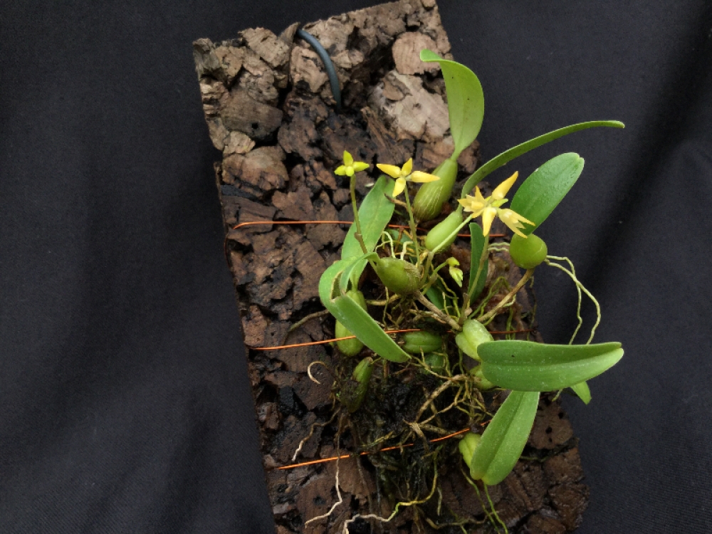 Bulbophyllum sp. Lombok (aufgebunden)