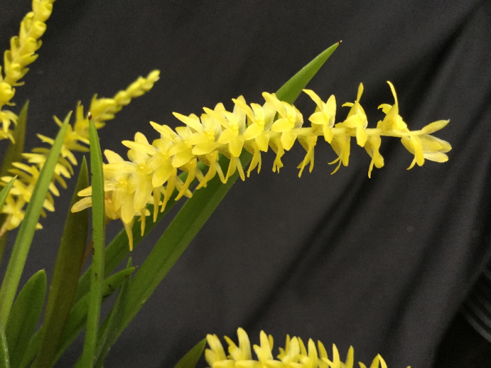 Dendrochilum javieriense