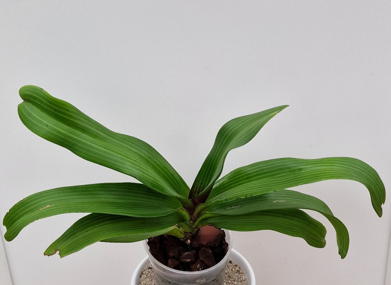 Rhynchostylis gigantea red