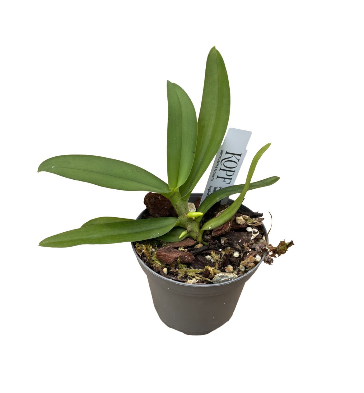 Gastrochilus obliquus