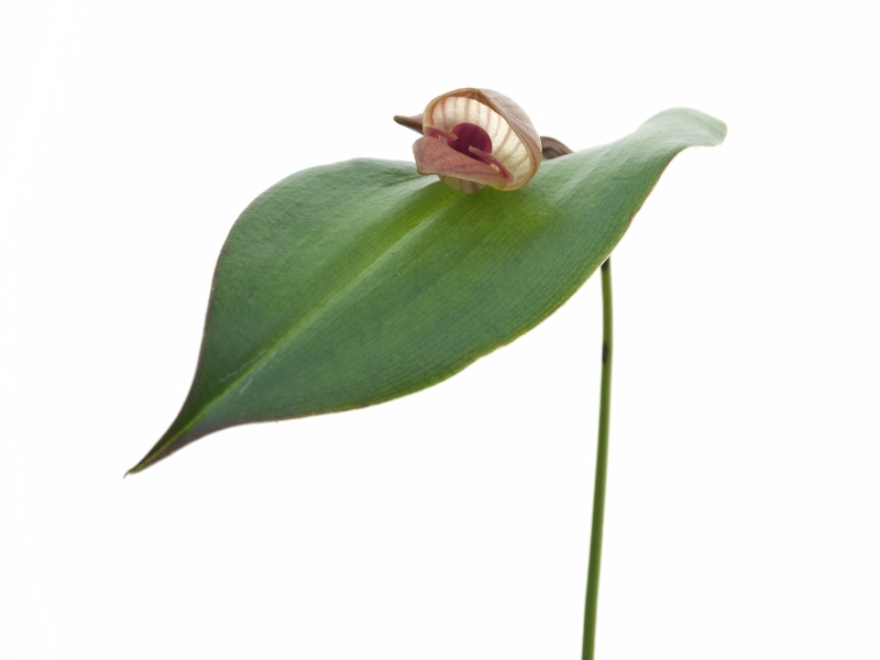 Pleurothallis palliolata