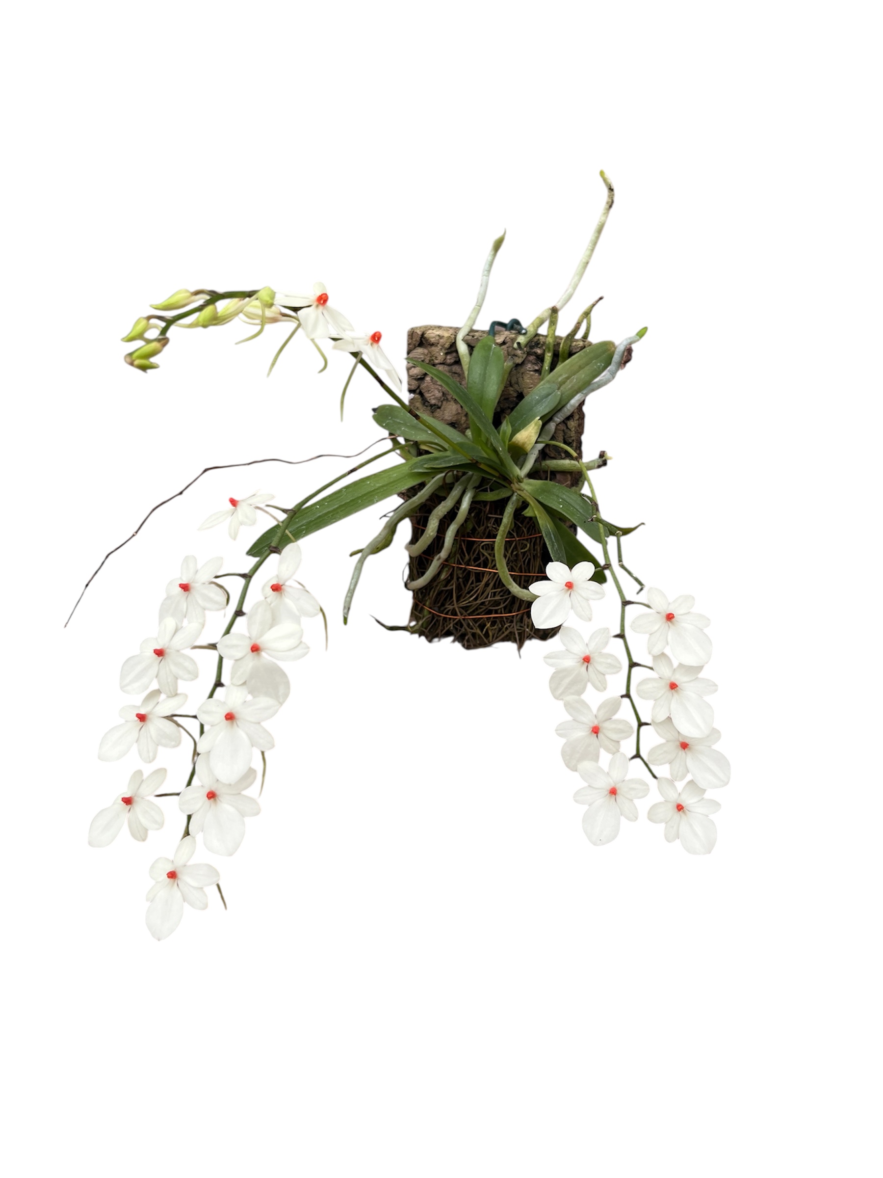 Aerangis luteoalba var. rhodostica