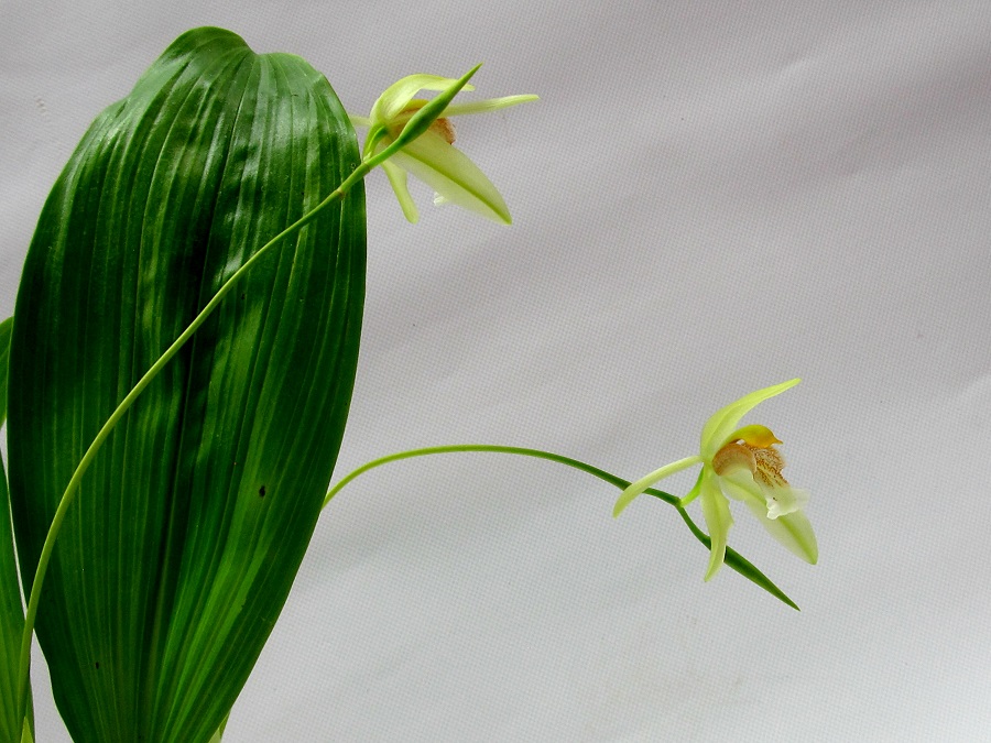 Coelogyne rumphii