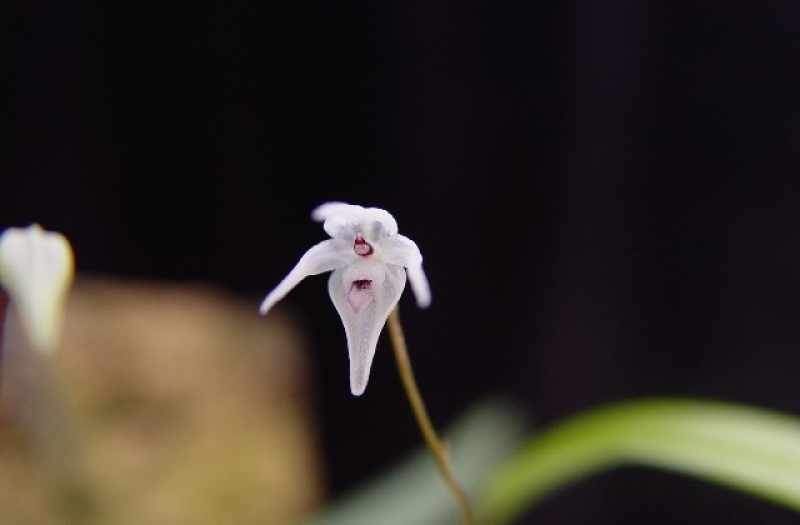 Pleurothallis eumecocaulon