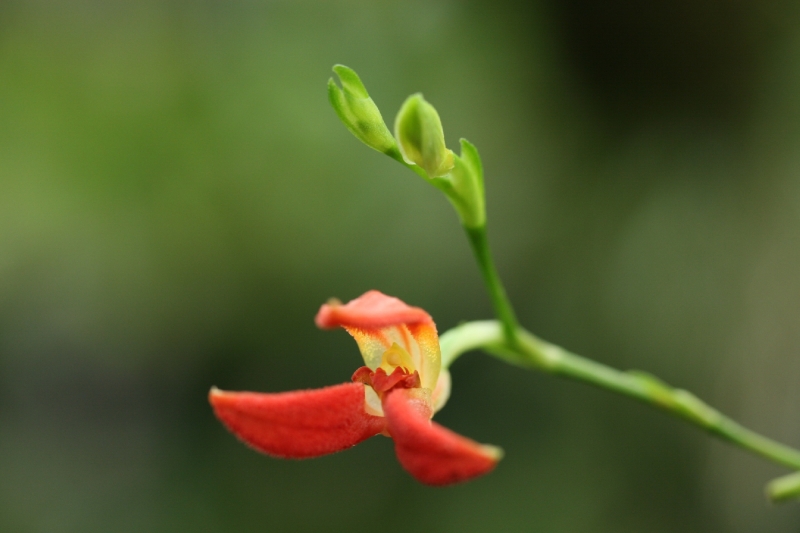 Pleurothallis remotiflora