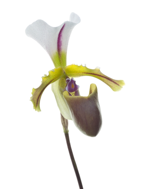 Paphiopedilum spicerianum