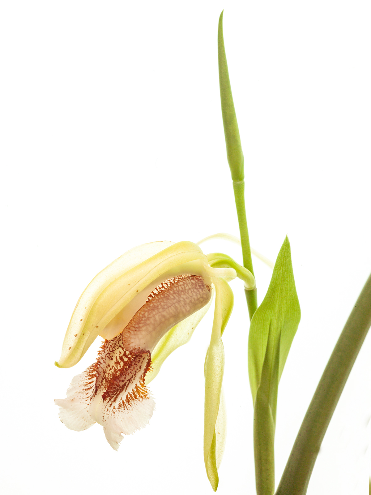 Coelogyne speciosa green