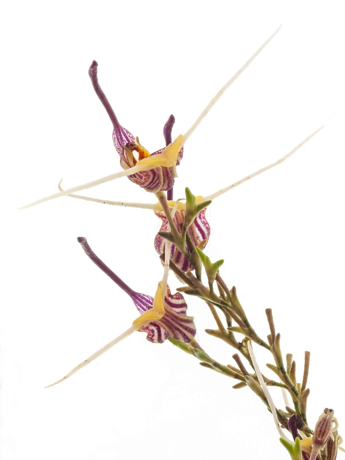 Scaphosepalum martineae