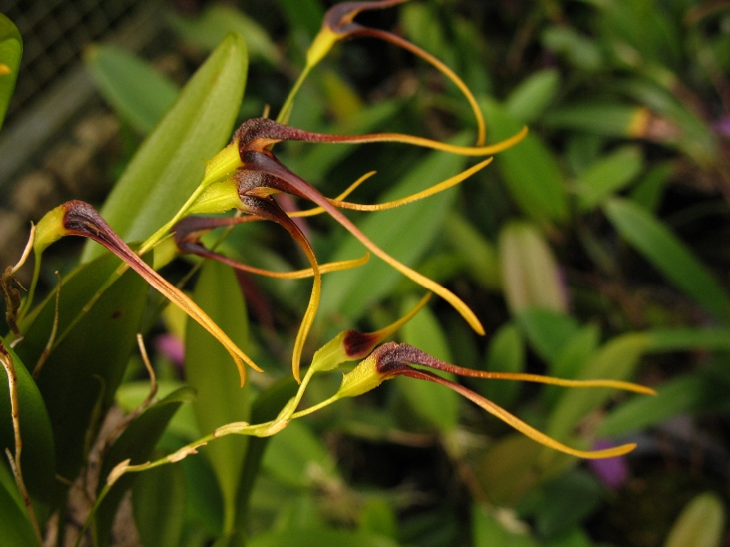 Pleurothallis (Anathallis) kautskyi