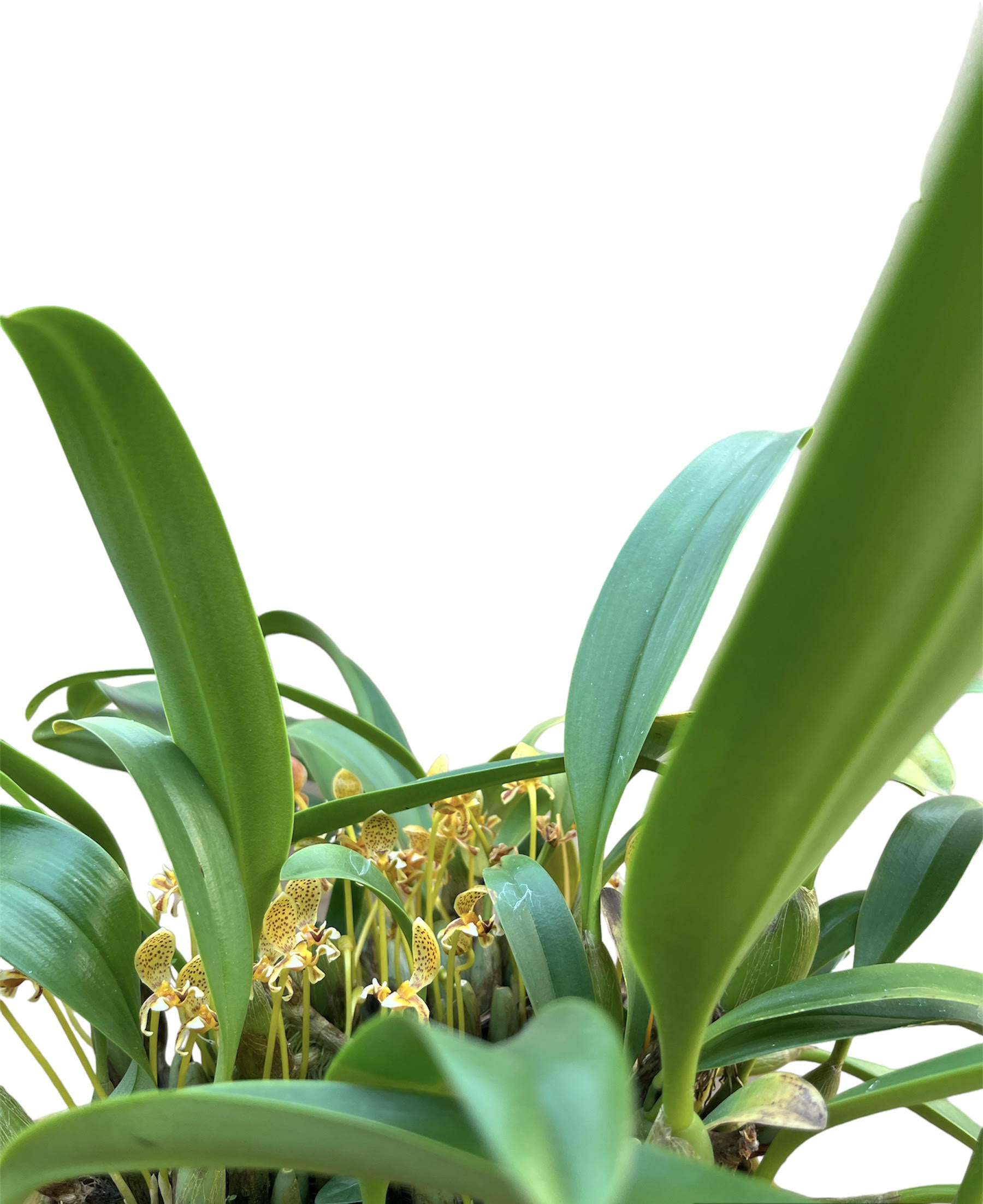 Bulbophyllum pteroglossum