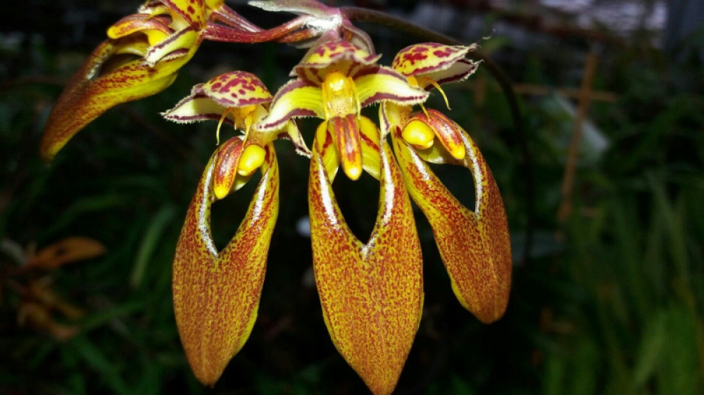 Bulbophyllum longibrachiatum (aufgebunden)