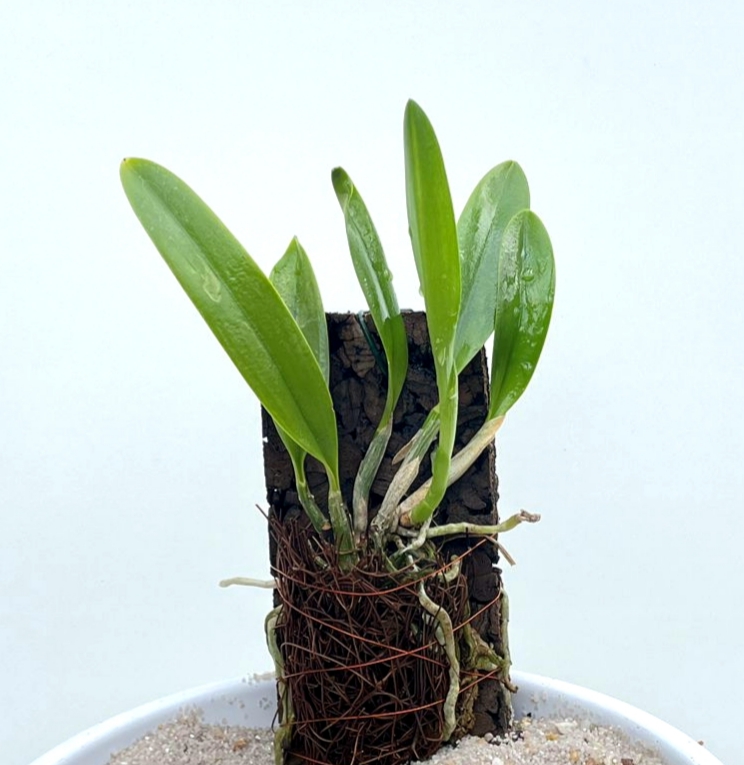 Laelia praestans (aufgebunden)