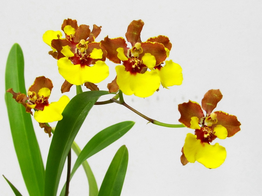 Oncidium croesus (aufgebunden)