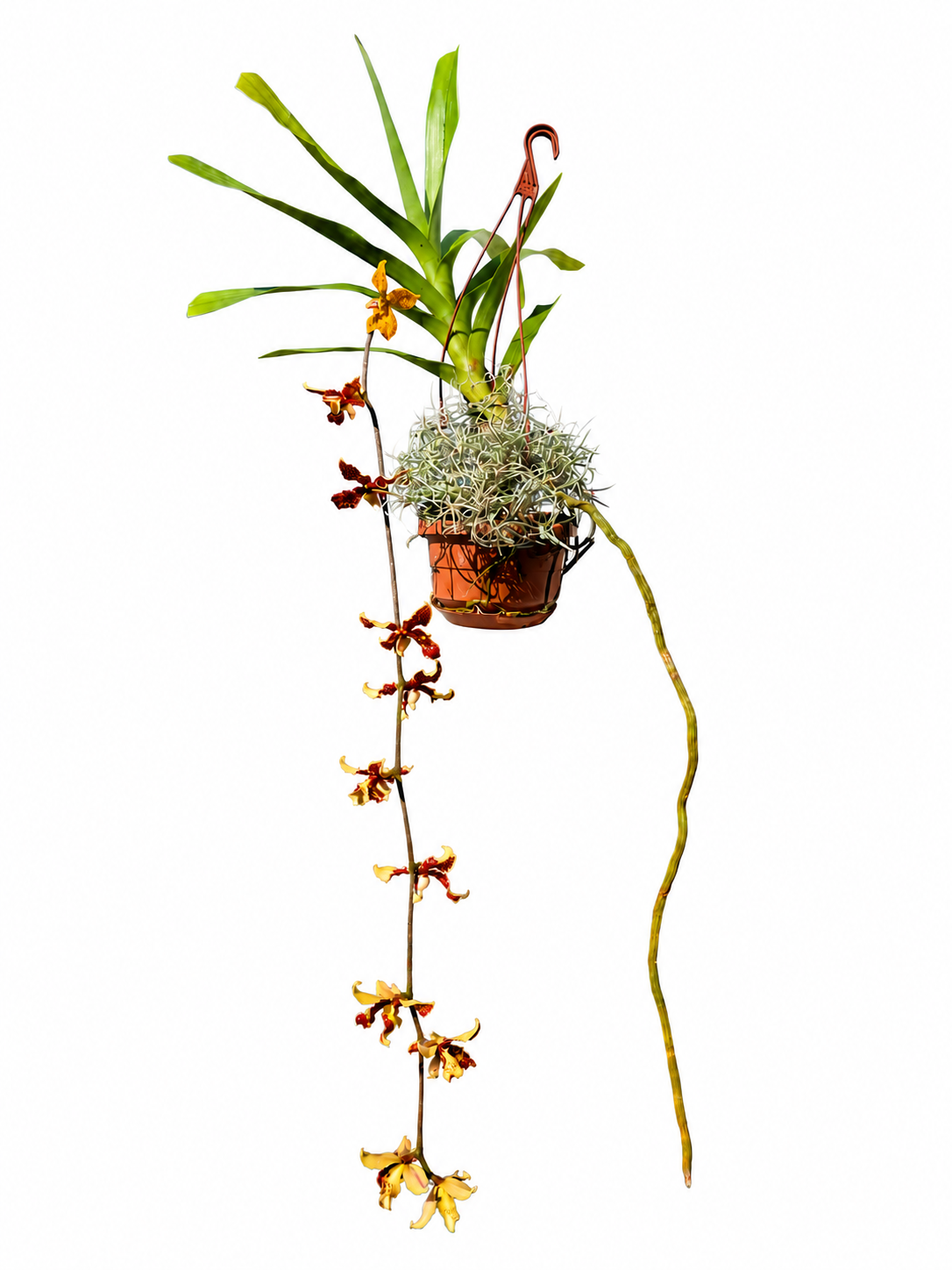 Dimorphorchis lowii