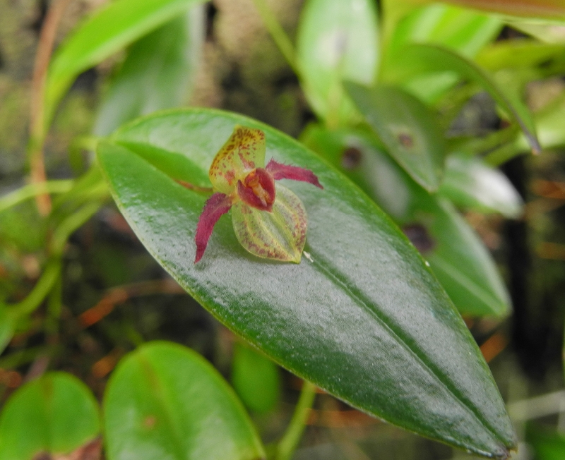 Pleurothallis sanchoi