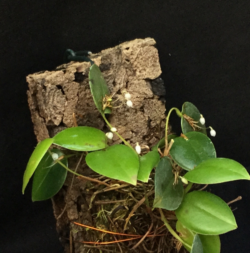 Pleurothallis niveoglobula 