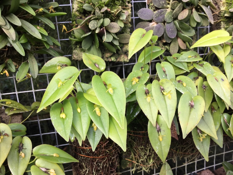 Pleurothallis cordifolia