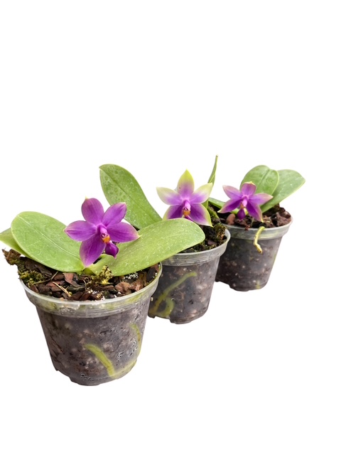 Phalaenopsis violacea 'Indigo' x Phal. Samera 'Blue'