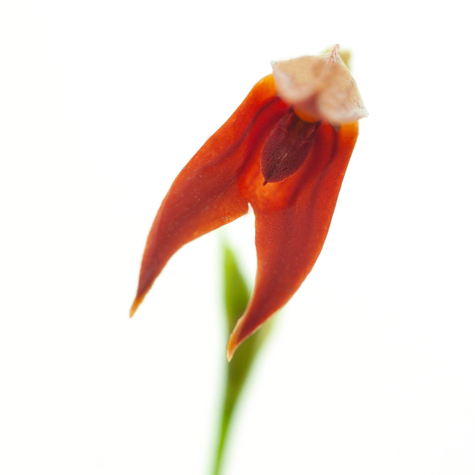 Pleurothallis fulgens