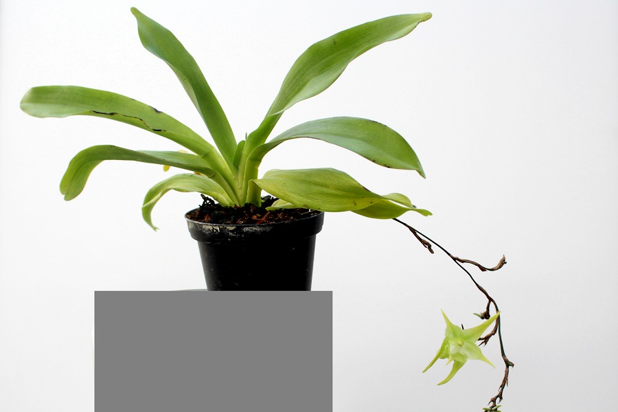 Aeranthes arachnites