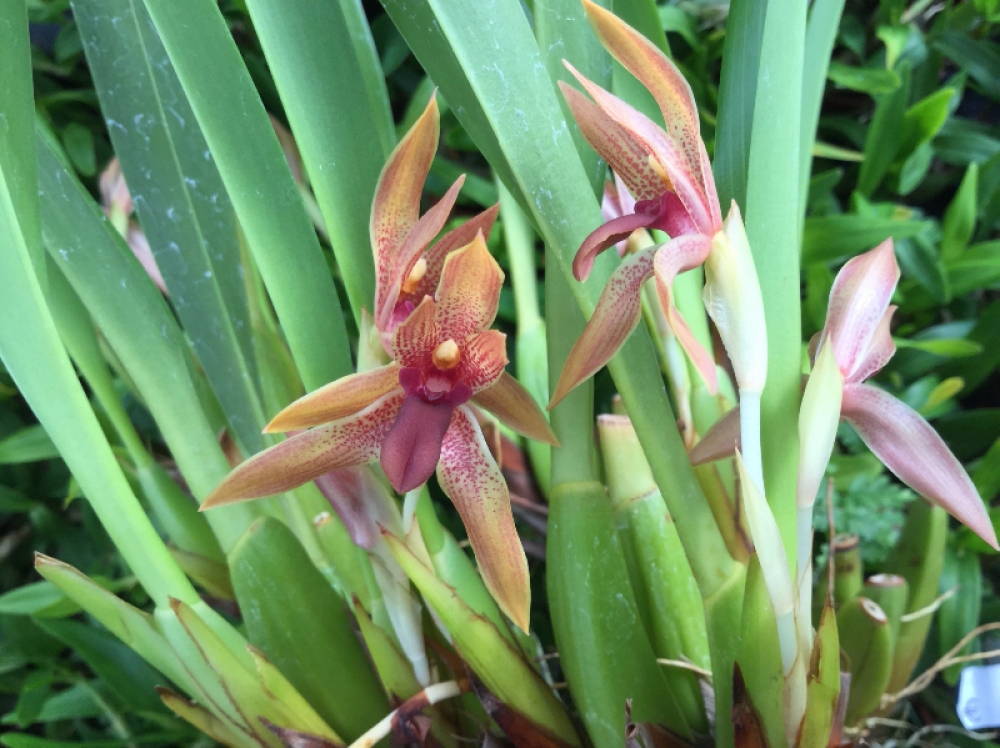 Maxillaria aff. meleagris