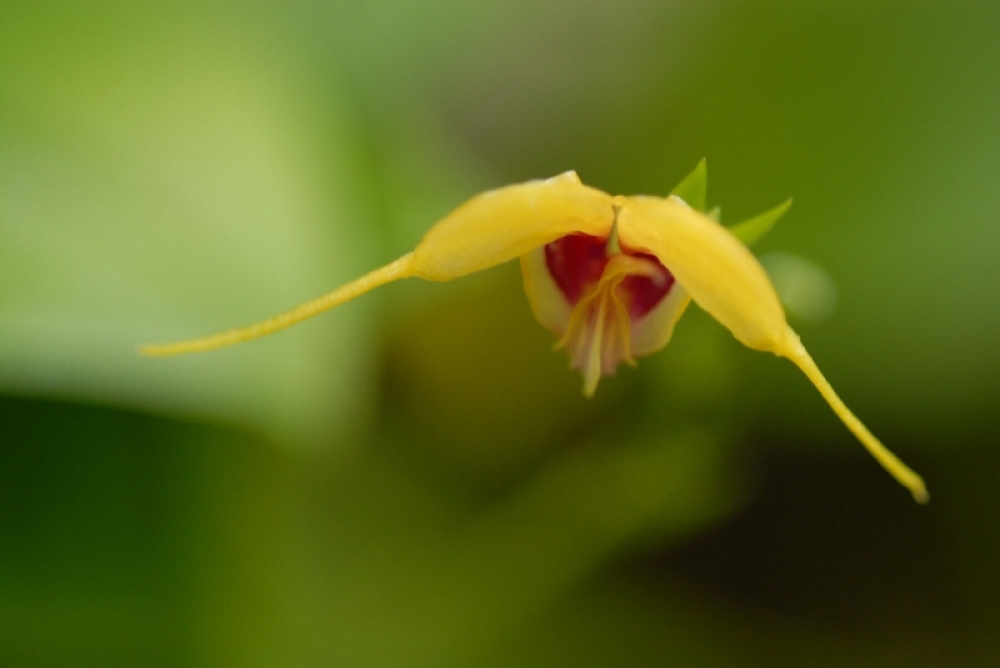 Scaphosepalum decorum