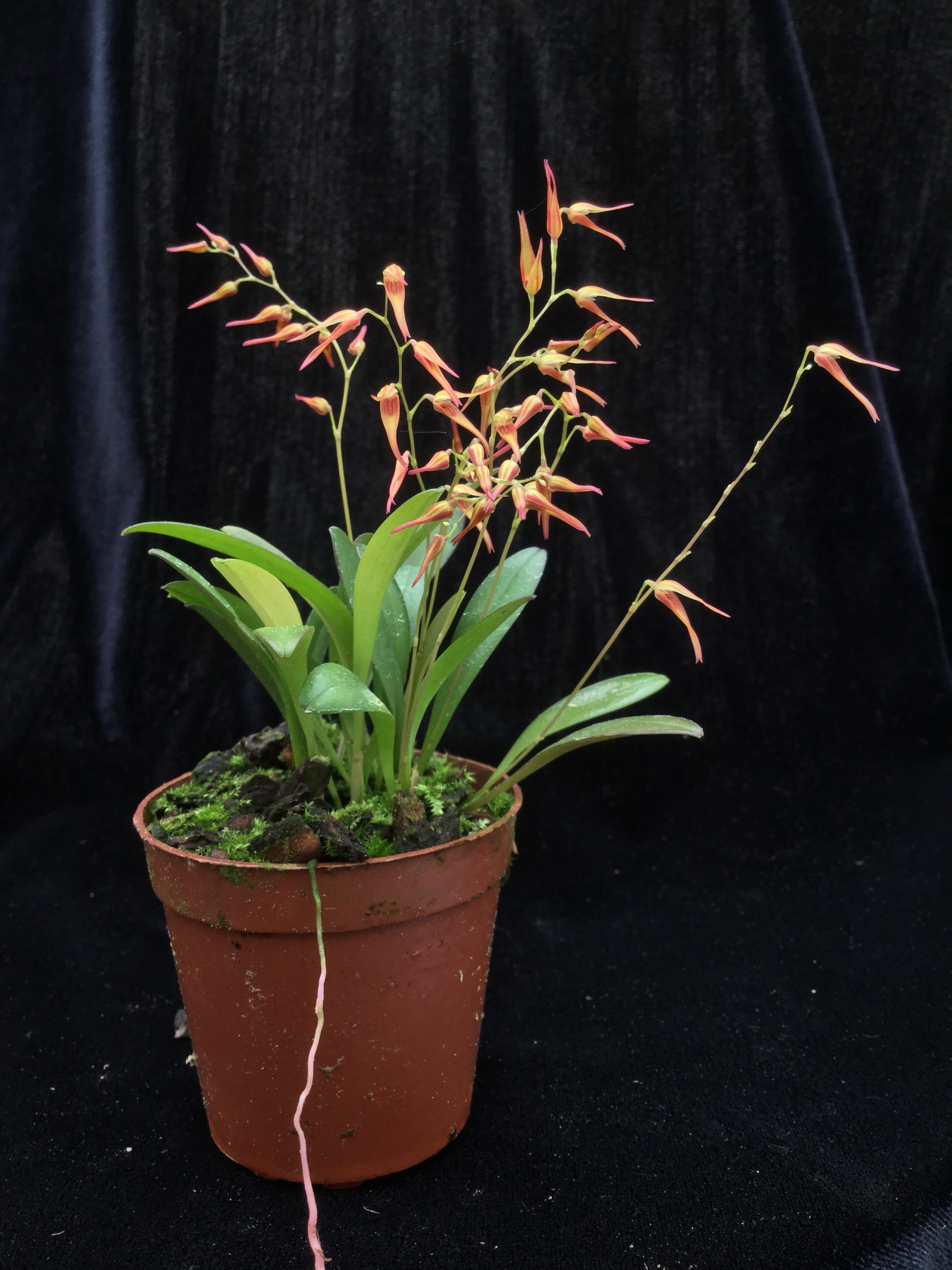 Pleurothallis picta orange