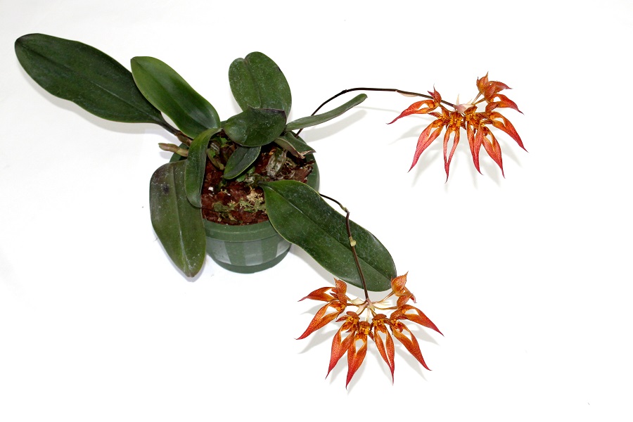 Bulbophyllum phalaenopsis x longibrachiatum