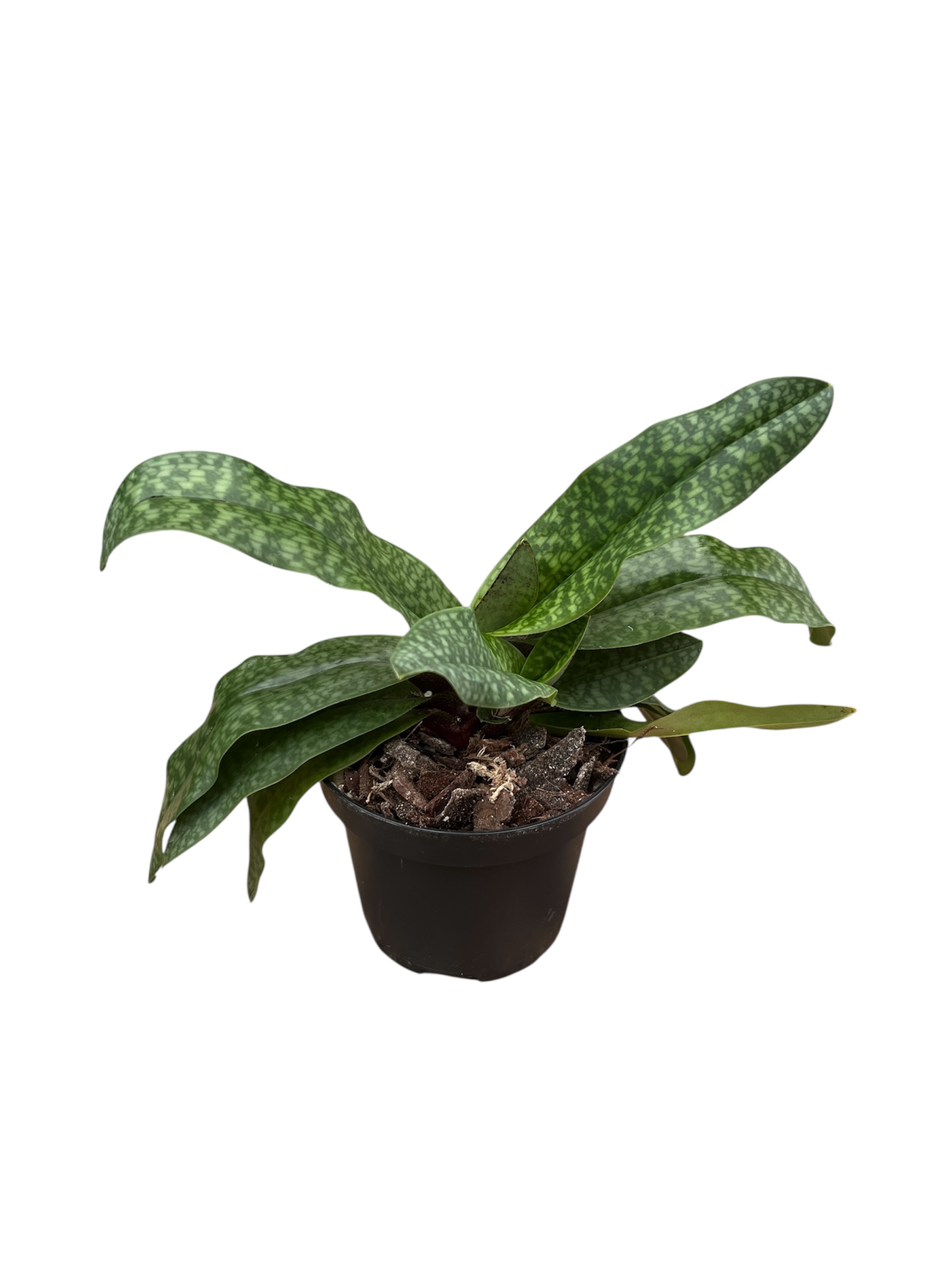 Paphiopedilum Primcolor x delenatii vinicolor