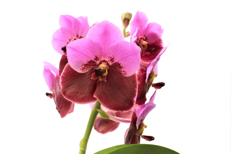 Vanda DIVANA® Pink Maroon I