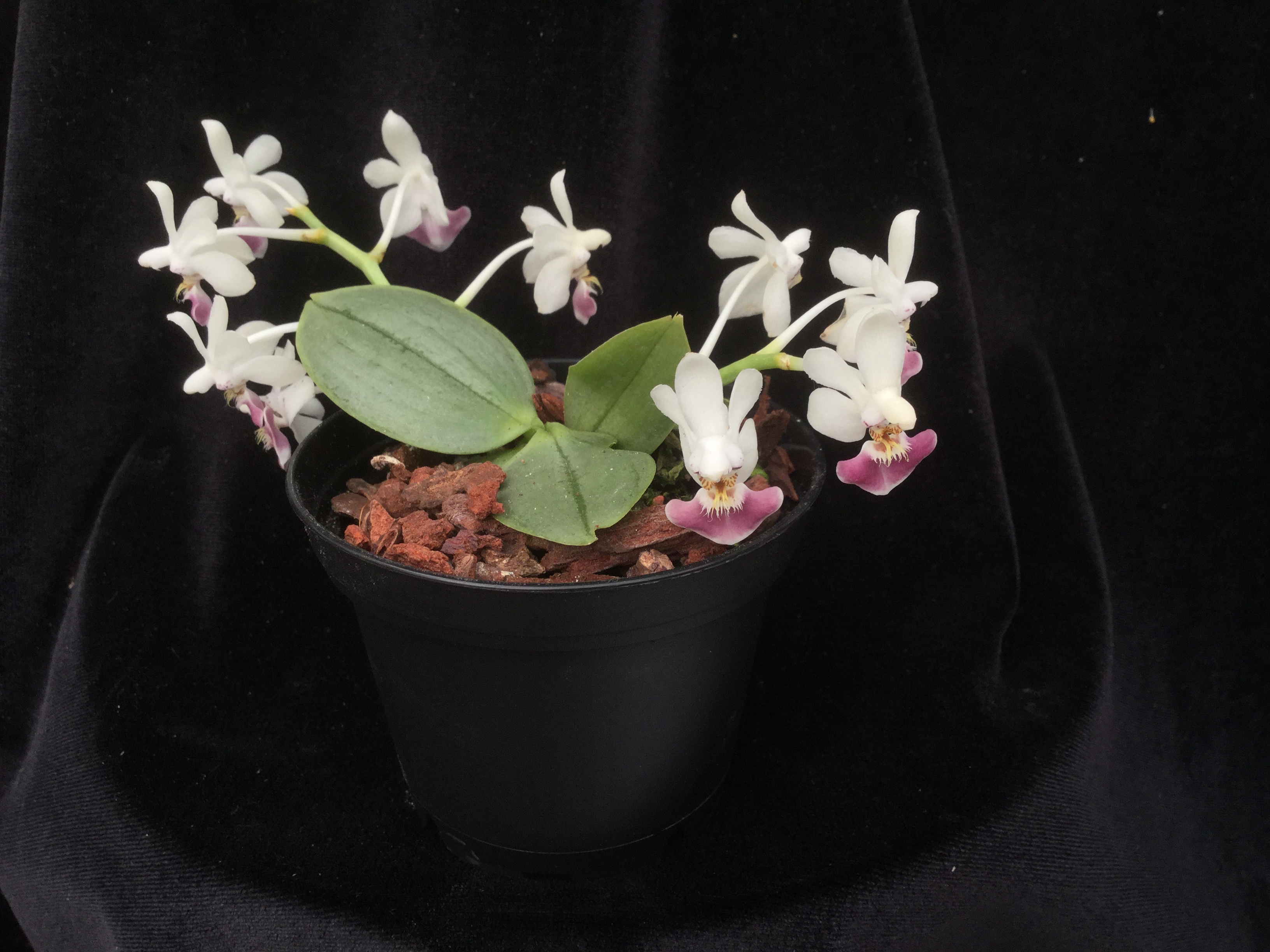 Phalaenopsis parishii (aufgebunden)
