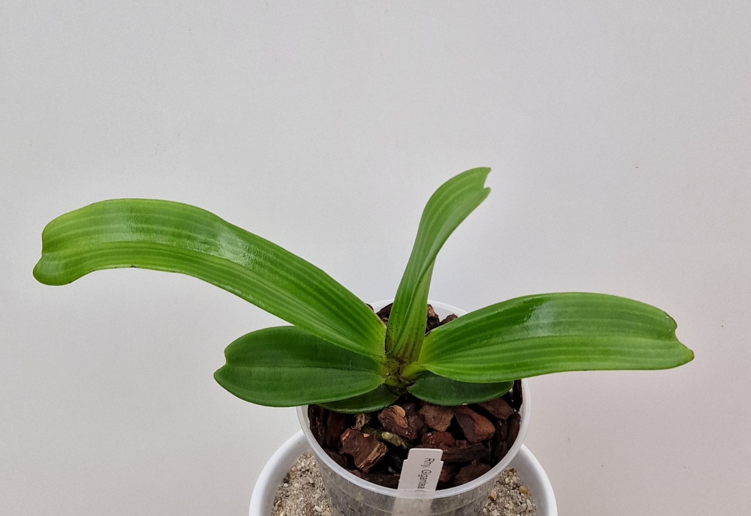 Rhynchostylis gigantea (white/weiß)