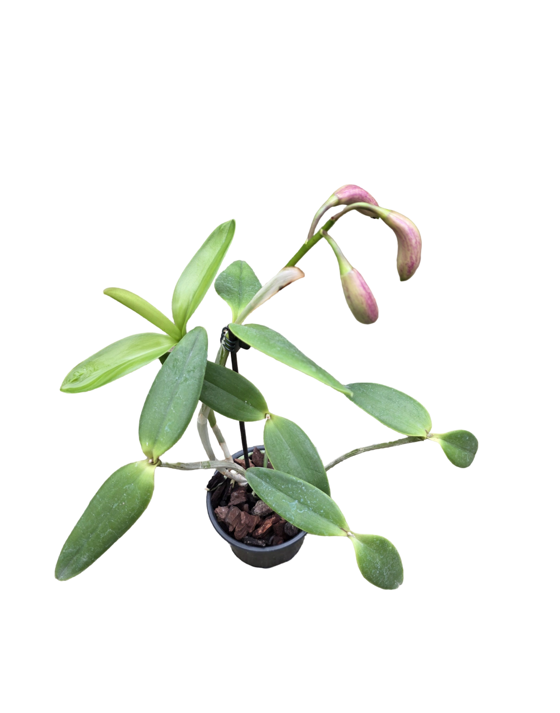 Cattleya forbesii