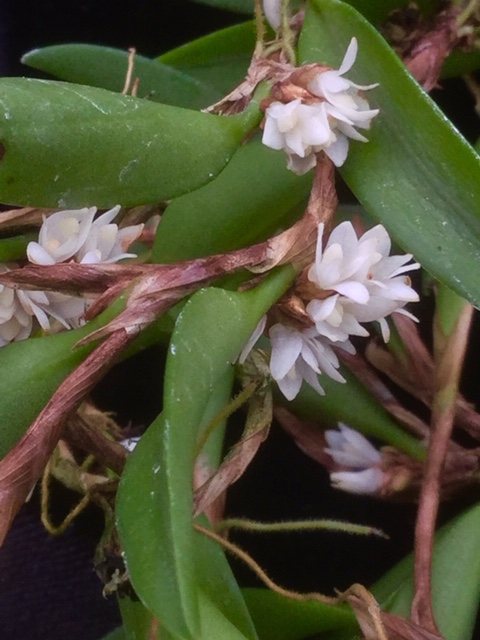 Ceratostylis lancifolia