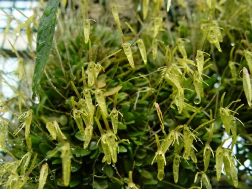 Barbosella porschii 