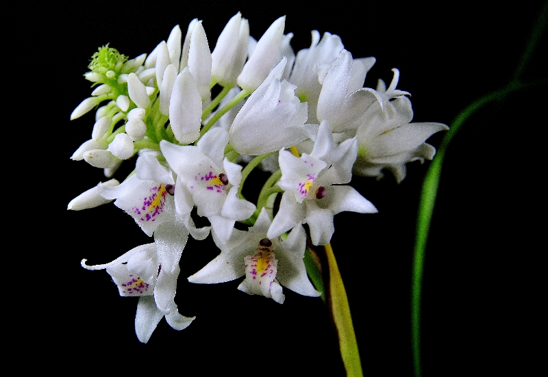 Neobenthamia gracilis