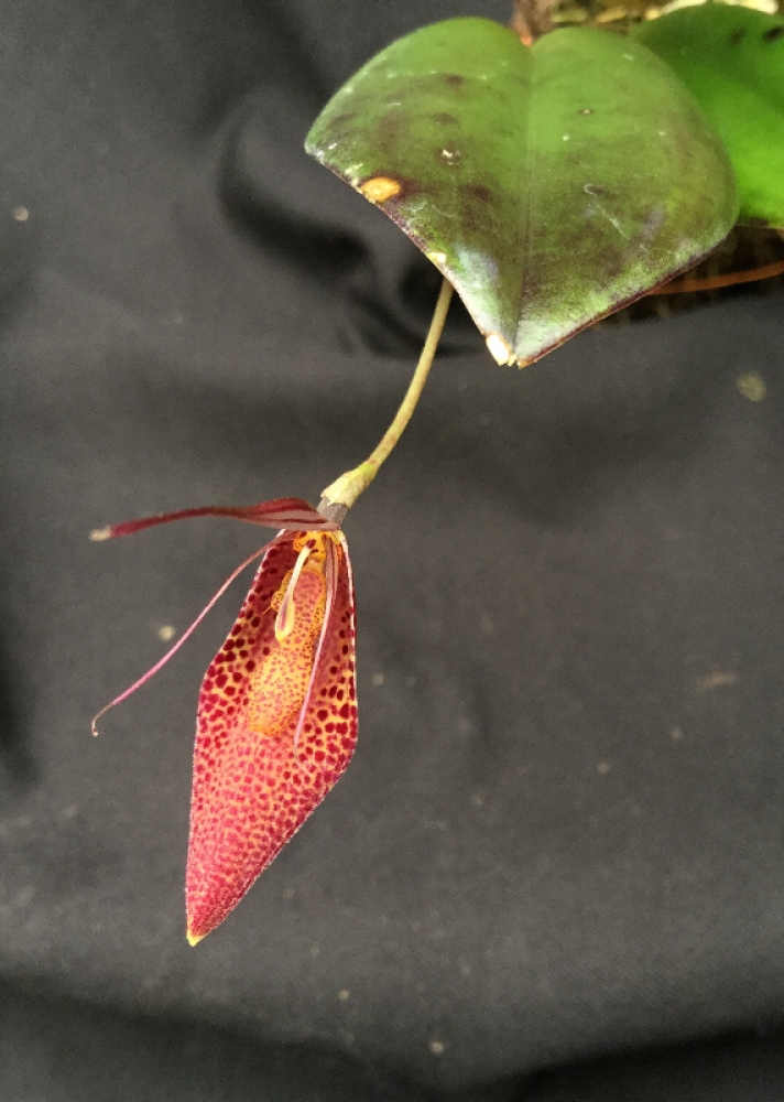 Restrepia ephippium