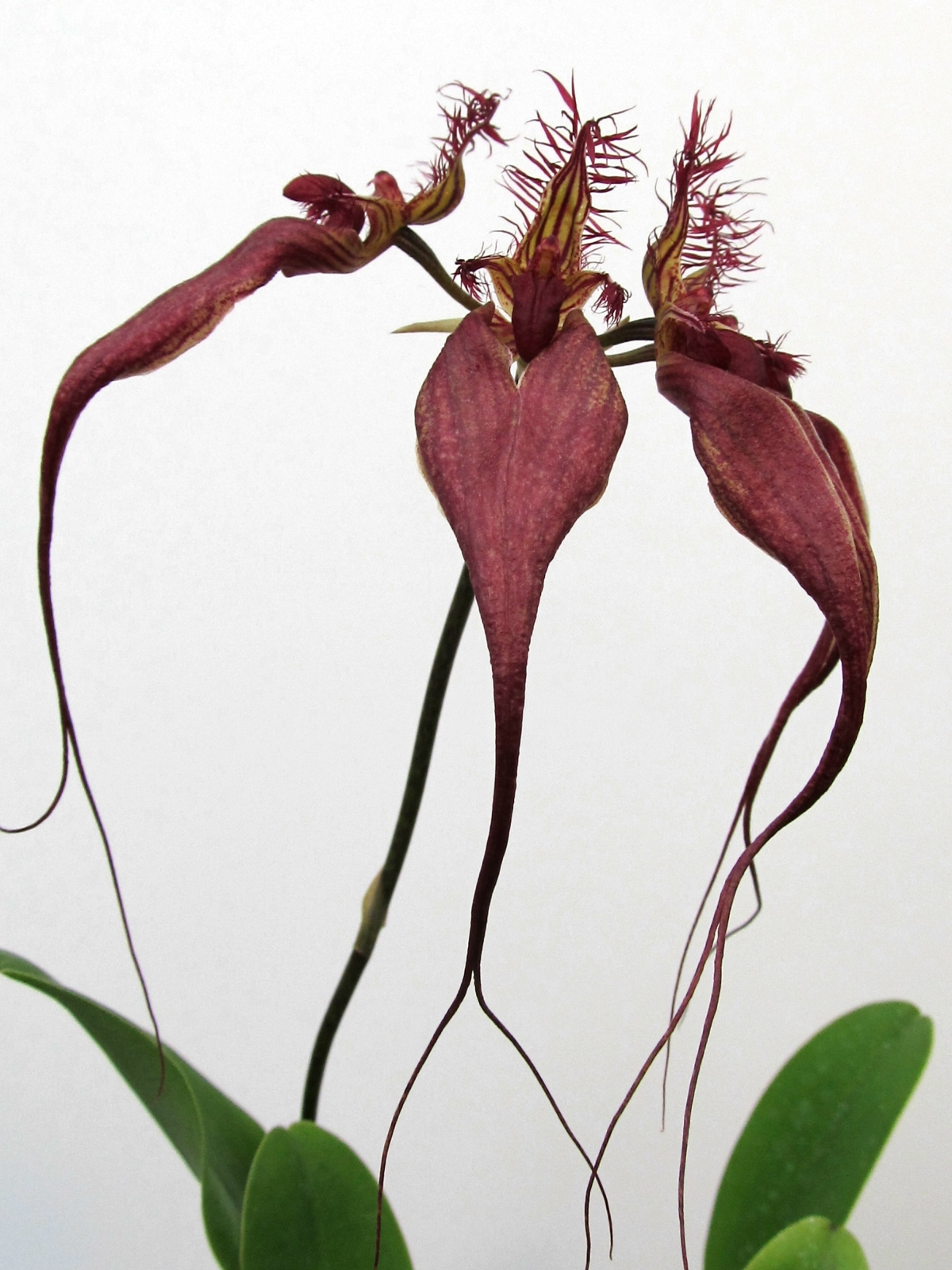 Bulbophyllum rothschildianum