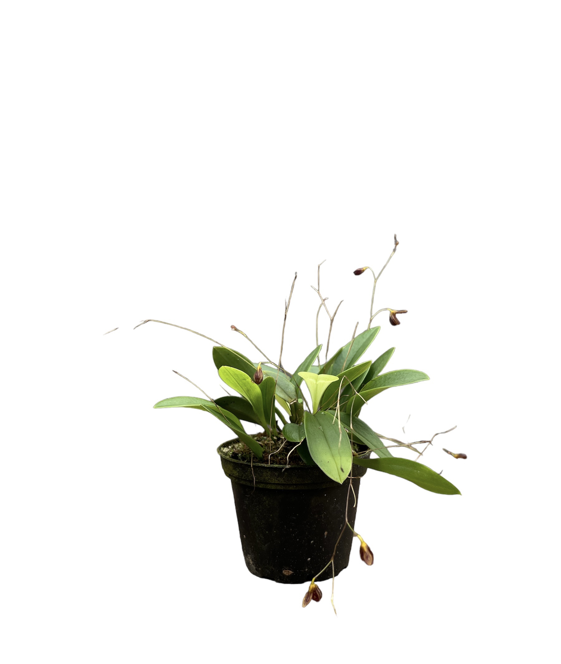 Pleurothallis trichostoma
