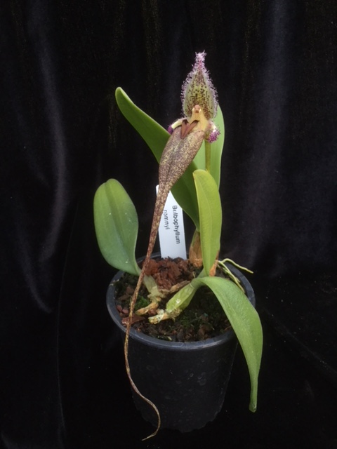 Bulbophyllum romyi